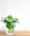 白い花の花瓶